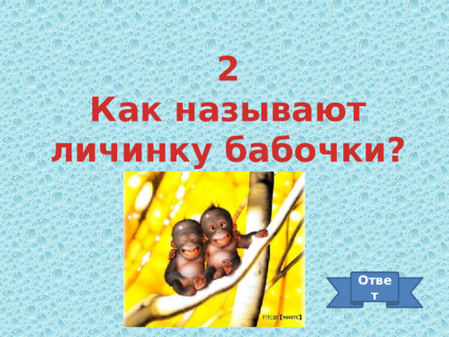 2 Как называют личинку бабочки? Ответ 