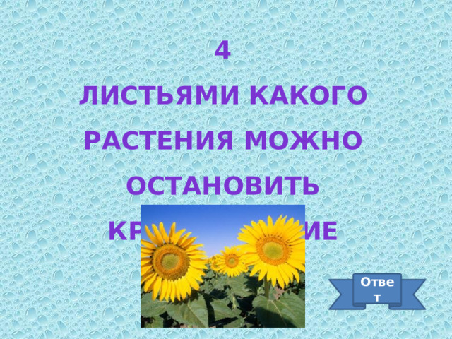 4 Листьями какого растения можно остановить кровотечение Ответ 