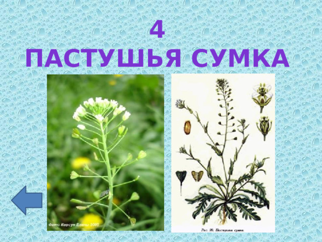 4 Пастушья сумка 