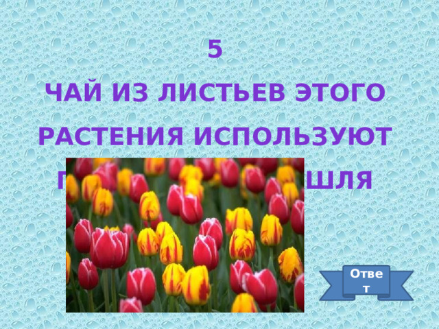 5 Чай из листьев этого растения используют при лечении кашля Ответ 