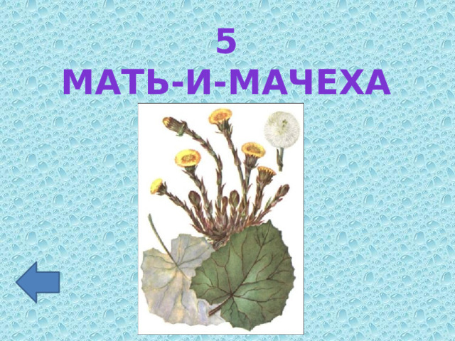 5 Мать-и-мачеха 