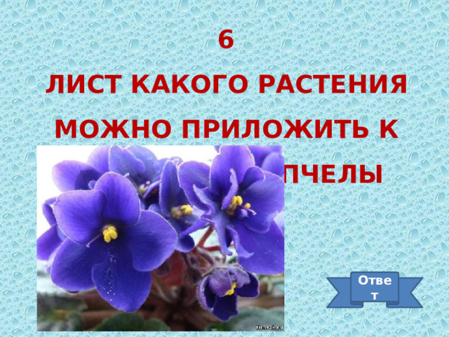 6 Лист какого растения можно приложить к месту укуса пчелы Ответ 