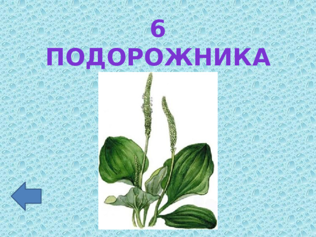 6 подорожника 