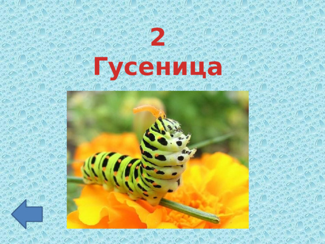 2 Гусеница 