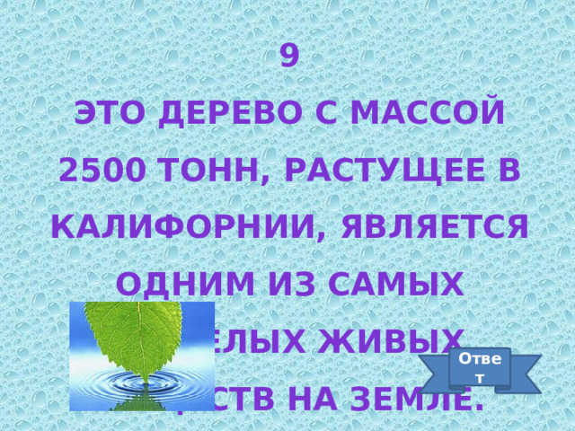 9 Это дерево с массой 2500 тонн, растущее в калифорнии, является одним из самых тяжелых живых существ на земле. Ответ 