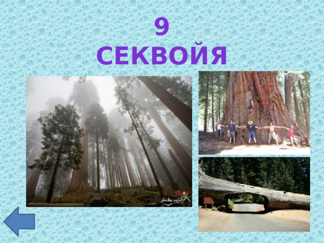 9 секвойя 