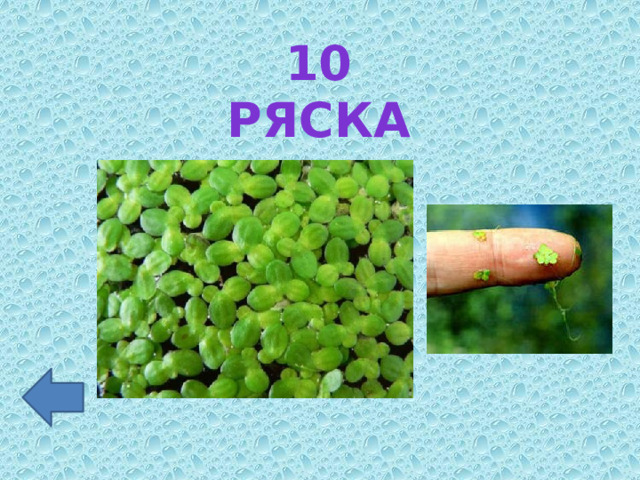 10 ряска 