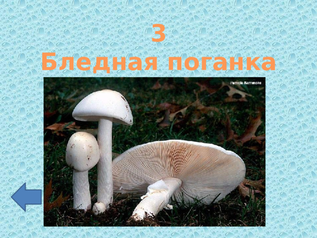 3 Бледная поганка 