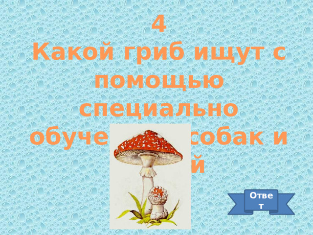 4 Какой гриб ищут с помощью специально обученных собак и свиней Ответ 