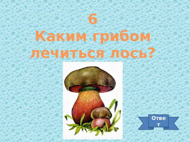 6 Каким грибом лечиться лось? Ответ 