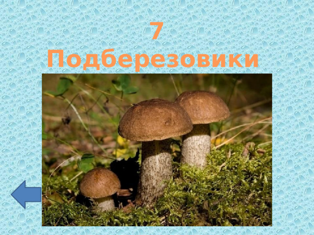 7 Подберезовики 