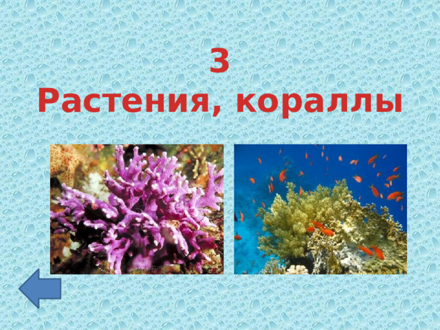 3 Растения, кораллы 