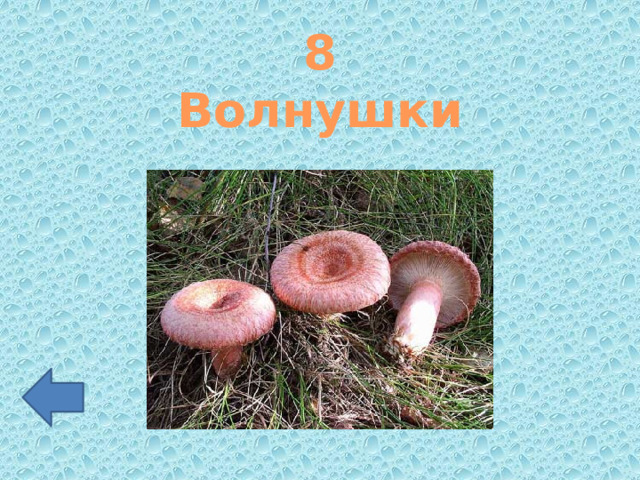 8 Волнушки 