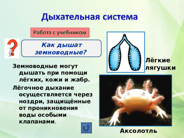Как дышат земноводные? Лёгкие лягушки Земноводные могут дышать при помощи лёгких, кожи и жабр. Лёгочное дыхание осуществляется через ноздри, защищённые от проникновения воды особыми клапанами . Аксолотль 