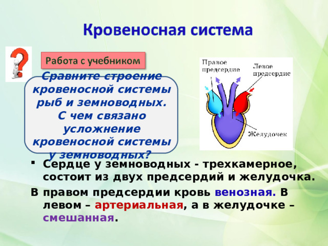 Сравните строение кровеносной системы рыб и земноводных. С чем связано усложнение кровеносной системы у земноводных? Сердце у земноводных - трехкамерное, состоит из двух предсердий и желудочка. В правом предсердии кровь венозная.  В левом – артериальная , а в желудочке – смешанная .  