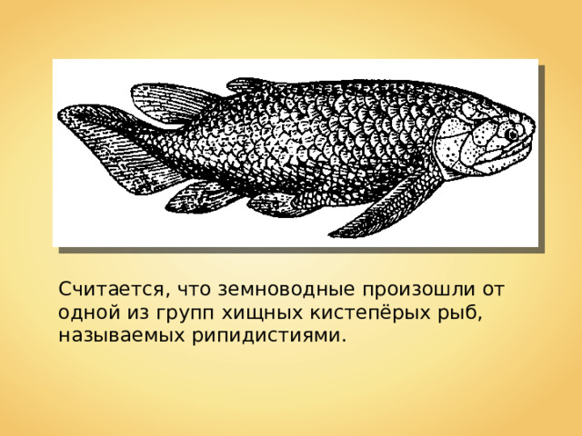 Считается, что земноводные произошли от одной из групп хищных кистепёрых рыб, называемых рипидистиями. 