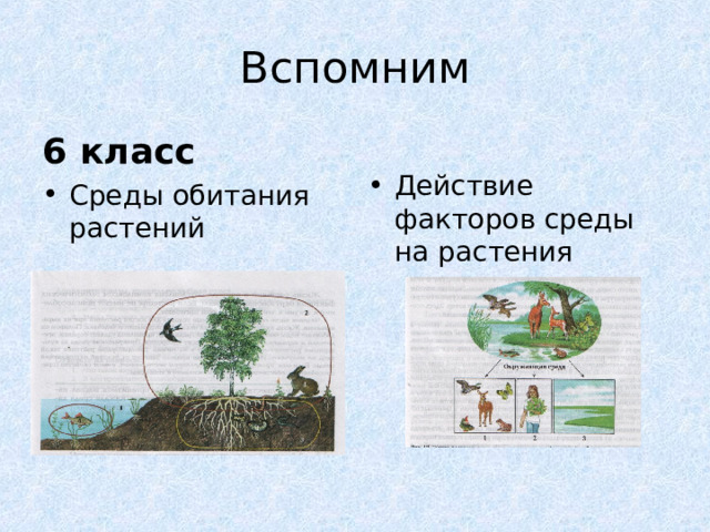Вспомним 6 класс Действие факторов среды на растения Среды обитания растений 