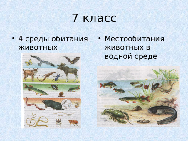 7 класс 4 среды обитания животных Местообитания животных в водной среде 