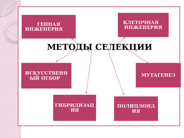    МЕТОДЫ СЕЛЕКЦИИ КЛЕТОЧНАЯ ИНЖЕНЕРИЯ ГЕННАЯ ИНЖЕНЕРИЯ ИСКУССТВЕННЫЙ ОТБОР МУТАГЕНЕЗ ГИБРИДИЗАЦИЯ ПОЛИПЛОИДИЯ 