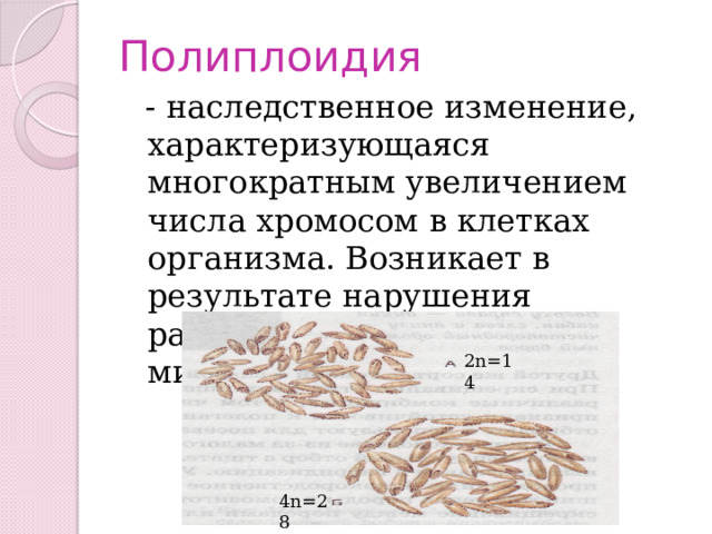 Полиплоидия  - наследственное изменение, характеризующаяся многократным увеличением числа хромосом в клетках организма. Возникает в результате нарушения расхождения хромосом в митозе или мейозе. 2n=14 4n=28 