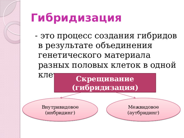 Гибридизация  - это процесс создания гибридов в результате объединения генетического материала разных половых клеток в одной клетке. Скрещивание (гибридизация) Внутривидовое Межвидовое (инбридинг) (аутбридинг) 