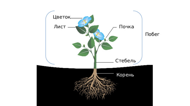 Строение комнатного растения картинка для детей