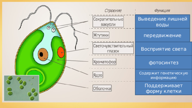 Рисунок Одноклеточной Водоросли