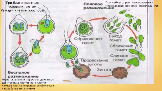 Презентация биология 6 класс половое размножение