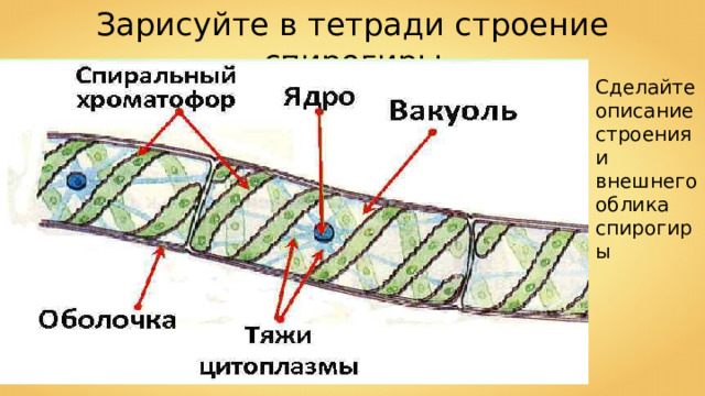 Спирогира какая группа