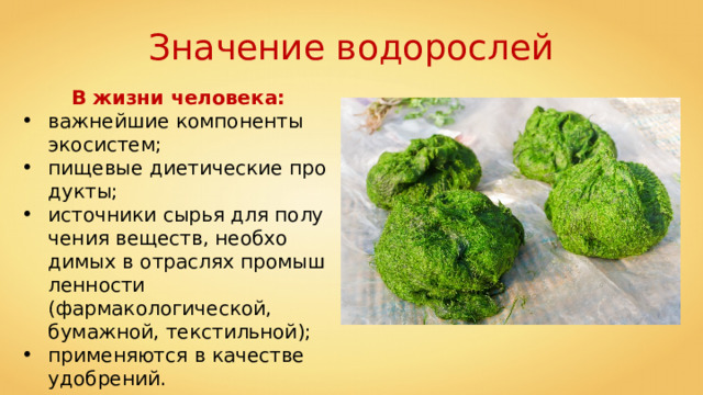 Каково значение ламинарии в жизни человека. Факты о водорослях. Роль водорослей. Интересные факты о водорослях. Интересные факты о зеленых водорослях.