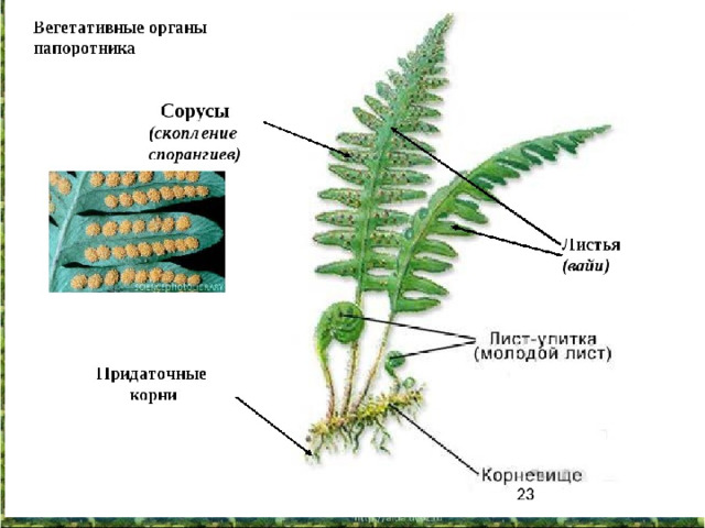 Презентация папоротниковидные 6 класс биология