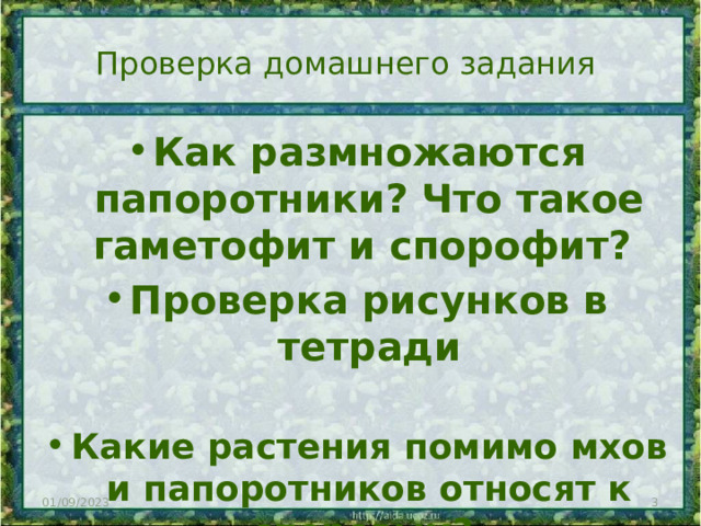 Проверка домашнего задания   Как размножаются папоротники? Что такое гаметофит и спорофит? Проверка рисунков в тетради  Какие растения помимо мхов и папоротников относят к споровым? 01/09/2023  