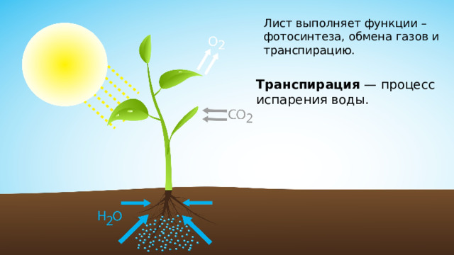 Лист выполняет функции – фотосинтеза, обмена газов и транспирацию. Транспирация — процесс испарения воды. 