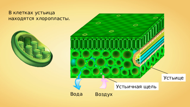 В клетках устьица находятся хлоропласты. Устьице Устьичная щель Вода Воздух 