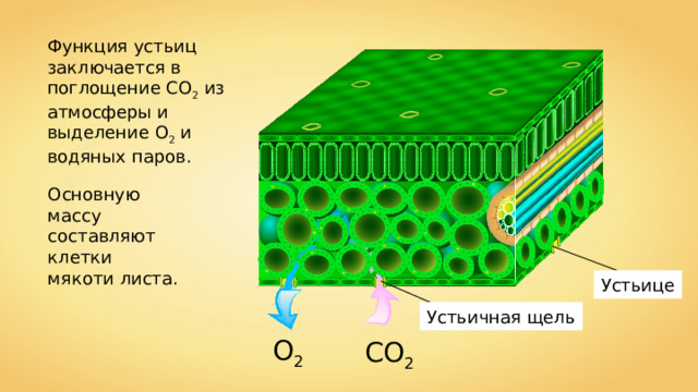 Функция устьиц заключается в поглощение СО 2 из атмосферы и выделение О 2 и водяных паров. Основную массу составляют клетки мякоти листа. Устьице Устьичная щель О 2 СО 2 
