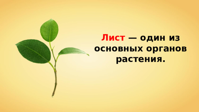 Лист — один из основных органов растения. 