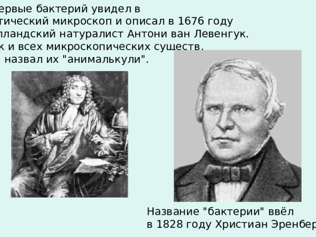 Впервые бактерий увидел в оптический микроскоп и описал в 1676 году голландский натуралист Антони ван Левенгук. Как и всех микроскопических существ,  он назвал их 