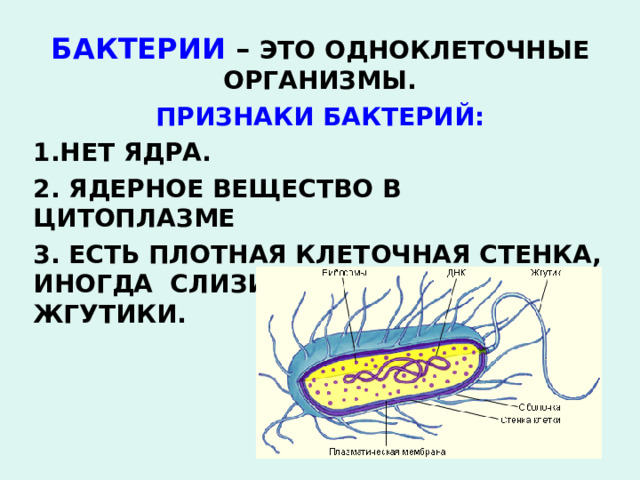 БАКТЕРИИ – ЭТО ОДНОКЛЕТОЧНЫЕ ОРГАНИЗМЫ. ПРИЗНАКИ БАКТЕРИЙ: НЕТ ЯДРА.  ЯДЕРНОЕ ВЕЩЕСТВО В ЦИТОПЛАЗМЕ  ЕСТЬ ПЛОТНАЯ КЛЕТОЧНАЯ СТЕНКА, ИНОГДА СЛИЗИСТАЯ КАПСУЛА , ЖГУТИКИ.  