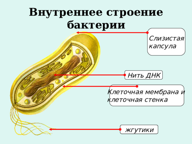 Внутреннее строение бактерии Слизистая капсула Нить ДНК Клеточная мембрана и клеточная стенка жгутики жгутики 