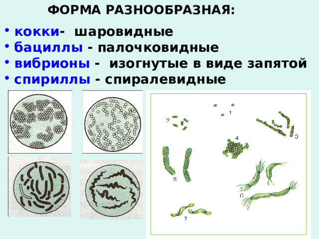 ФОРМА РАЗНООБРАЗНАЯ:   кокки - шаровидные бациллы - палочковидные вибрионы - изогнутые в виде запятой спириллы - спиралевидные 