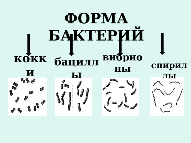 ФОРМА БАКТЕРИЙ кокки вибрионы бациллы спириллы 