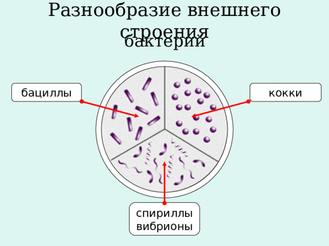  бактерий Разнообразие внешнего строения бациллы кокки спириллы  вибрионы 