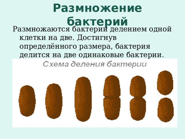 Размножение бактерий Размножаются бактерии делением одной клетки на две. Достигнув определённого размера, бактерия делится на две одинаковые бактерии . 