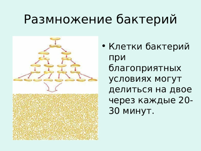 Размножение бактерий Клетки бактерий при благоприятных условиях могут делиться на двое через каждые 20-30 минут. 