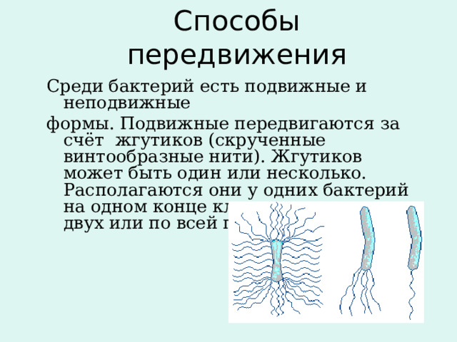 Способы передвижения  Среди бактерий есть подвижные и неподвижные формы. Подвижные передвигаются за счёт жгутиков (скрученные винтообразные нити). Жгутиков может быть один или несколько. Располагаются они у одних бактерий на одном конце клетки, у других – на двух или по всей поверхности . 