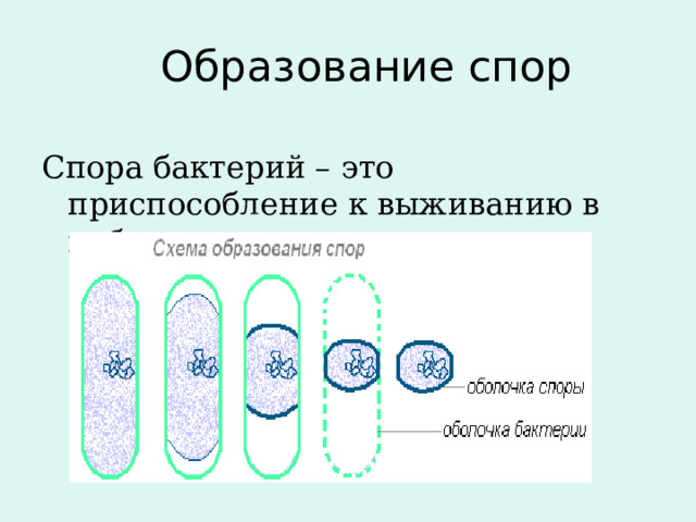 Образование спор Спора бактерий – это приспособление к выживанию в неблагоприятных условиях.  