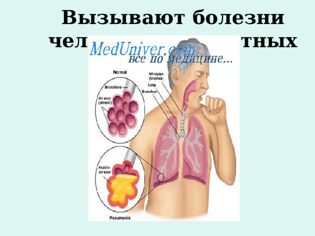 Вызывают болезни человека и животных 