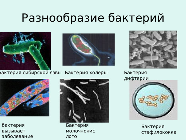 Разнообразие бактерий Бактерия сибирской язвы Бактерия холеры Бактерия дифтерии бактерия вызывает заболевание туберкулёзом. Бактерия молочнокислого брожения Бактерия стафилококка 