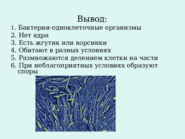 Вывод: 1 . Бактерии-одноклеточные организмы 2. Нет ядра 3. Есть жгутик или ворсинки 4. Обитают в разных условиях 5. Размножаются делением клетки на части 6. При неблагоприятных условиях образуют споры 