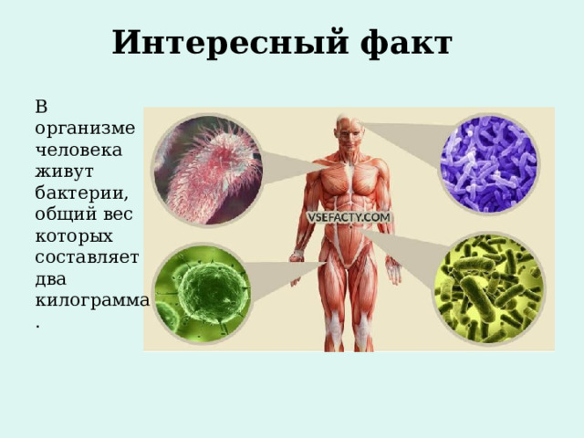 Интересный факт В организме человека живут бактерии, общий вес которых составляет два килограмма. 